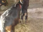 Miniatura 0