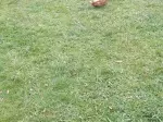 Miniatura 0