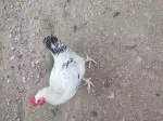 Miniatura 0