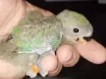 Miniatura 0