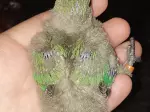 Miniatura 1