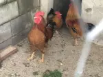 Miniatura 0