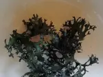 Miniatura 0