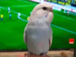 Miniatura 0