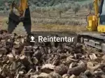Miniatura 0