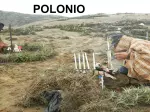 Miniatura 0