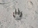 Miniatura 0