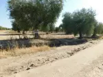 Miniatura 0