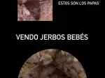 Miniatura 0