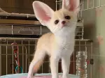 Miniatura 0