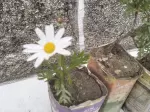 Miniatura 0