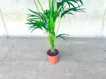 Miniatura 0