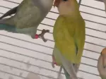 Miniatura 0
