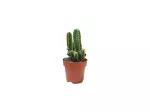 Miniatura 0