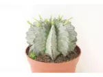 Miniatura 0