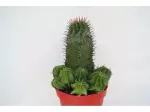 Miniatura 0