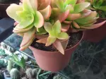 Miniatura 0
