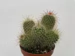 Miniatura 0