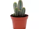 Miniatura 0
