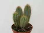 Miniatura 0