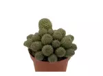Miniatura 0