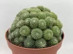 Miniatura 0