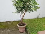 Miniatura 0