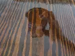 Miniatura 0