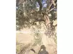 Miniatura 0