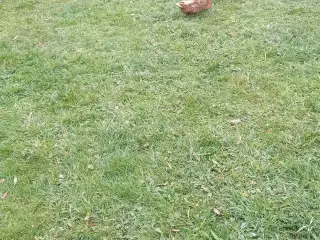 Patos kakis