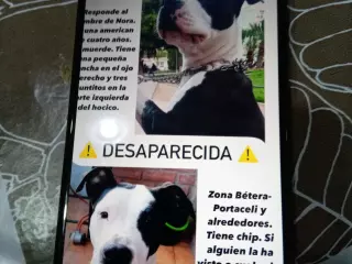 Pérdida perra en Bétera