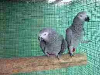 pareja de yacos economicos y anillados