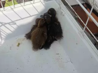 Patos kaki