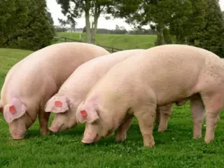 Cerdo número 1