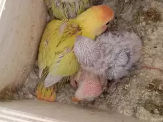 Agapornis papilleros