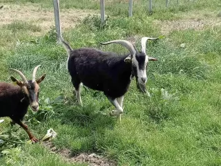 Chivo caprino