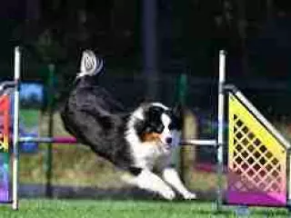 Adiestramiento canino