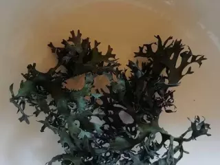CHONDRUS CRISPUS SEA MOSS IRISH MOSS