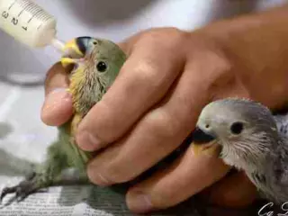Agapornis papilleros y jovenes