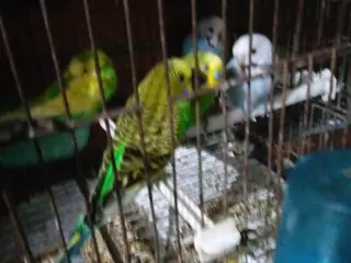 Pájaros periquitos australianos jóvenes de 2022