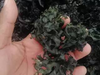 SEA MOSS CHONDRUS CRISPUS IRISH MOSS
