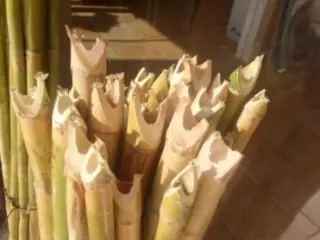 Puntales de Cañas del Pais