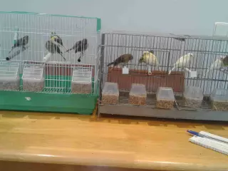VENDO CANARI@S