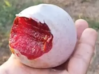 Peón  para  trabajo agrícola