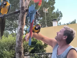 Vendo guacamayos