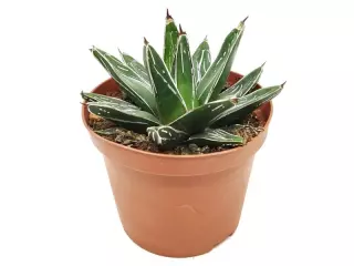 AGAVE VICTORIA REGINAE EN MACETA DE 13CM