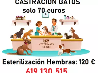 Veterinario a domicilio para ALICANTE y provincia