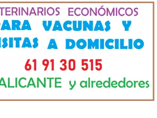 Vacunacion de perros a domicilio