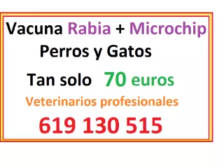 OFERTA en CHIP + RABIA + PASAPORTE
