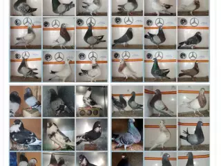Palomas ladrones